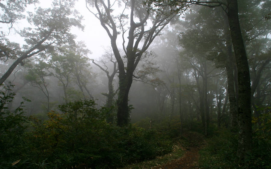 Foggy Forest With Subtle Dirt Path Wallpaper