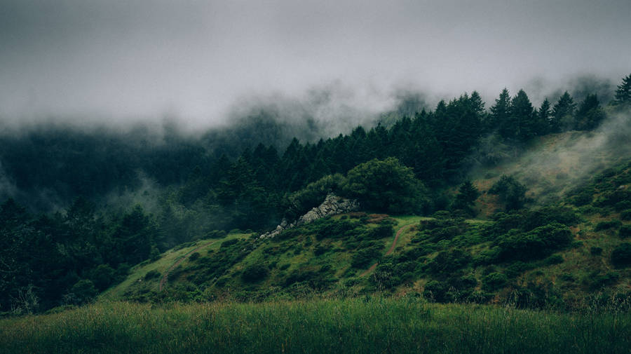 Foggy Hillside Forest Wallpaper