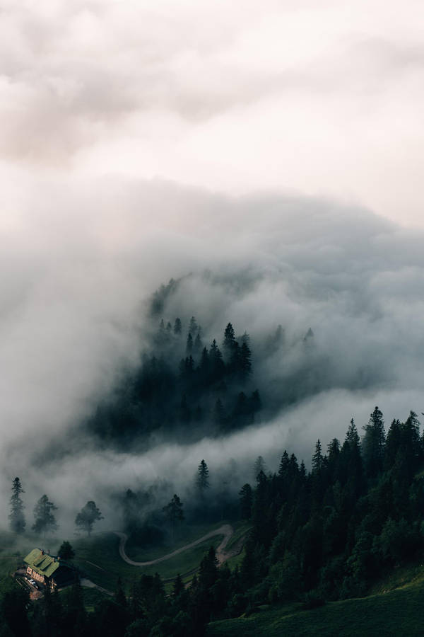 Foggy Pine Trees Top Iphone Wallpaper