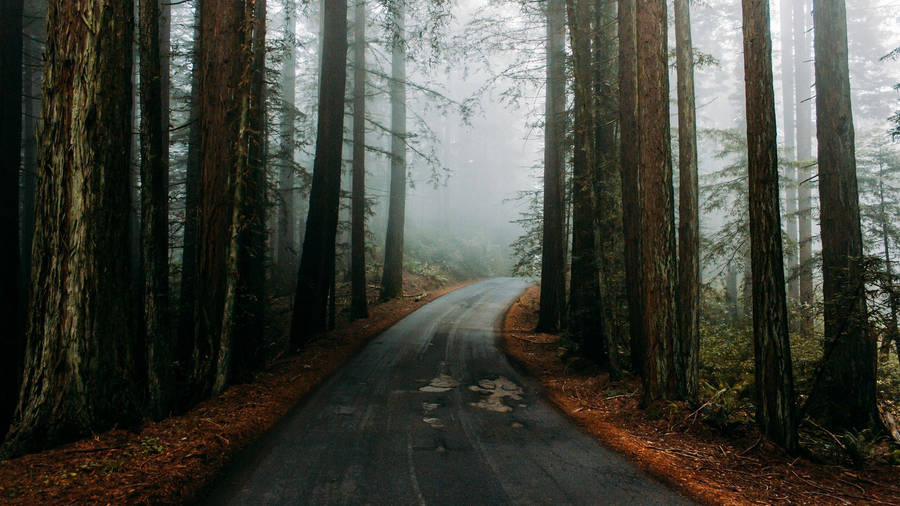 Foggy Road In The Redwood Forest Wallpaper