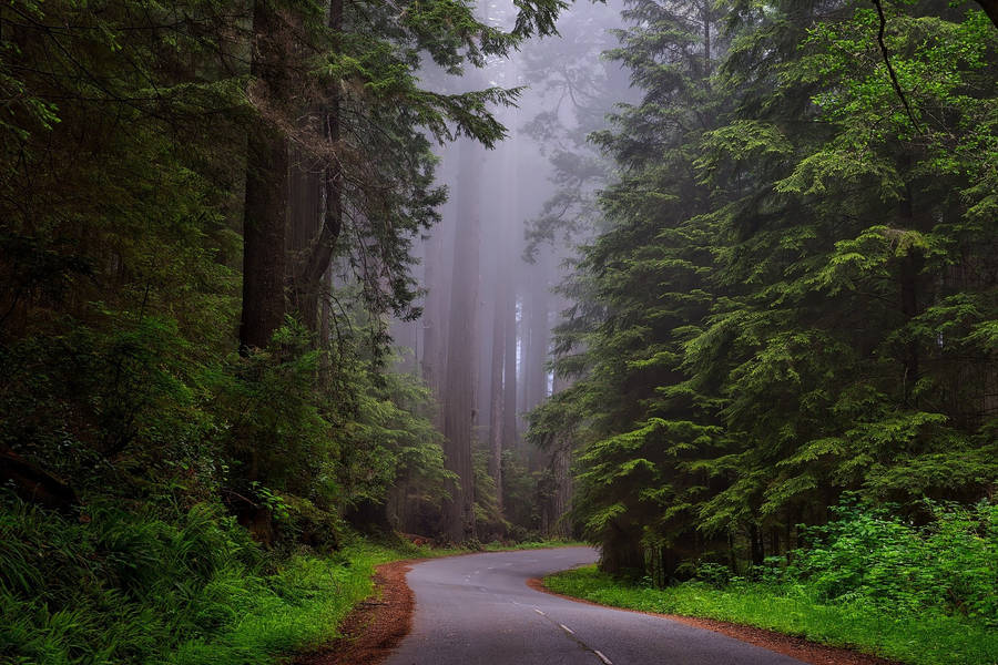 Foggy Road In The Woods Wallpaper