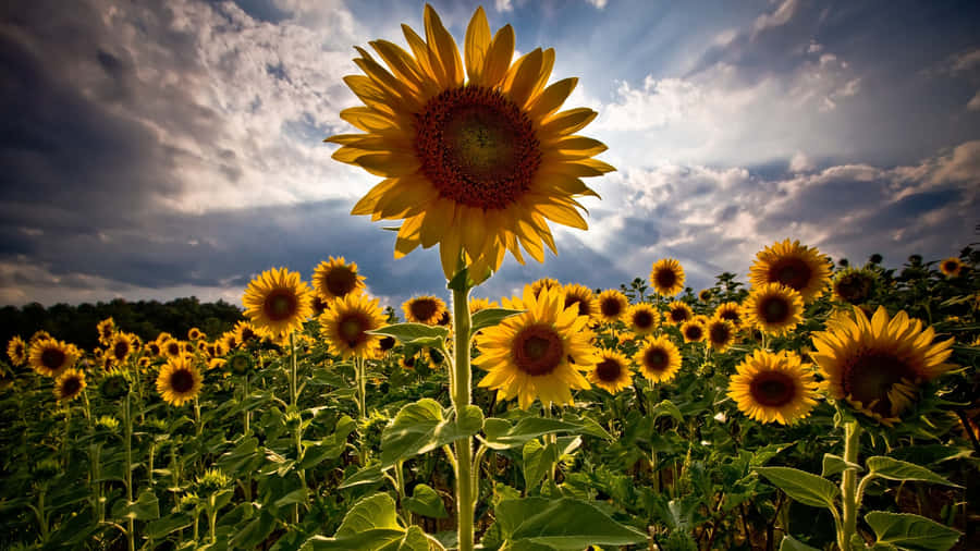 Following Sunflowers Wallpaper