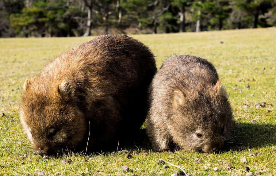 Foraging Wombatsin Grassland Wallpaper