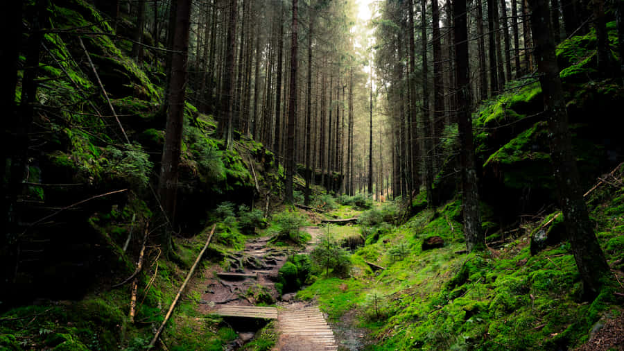 Forest Calms Wallpaper