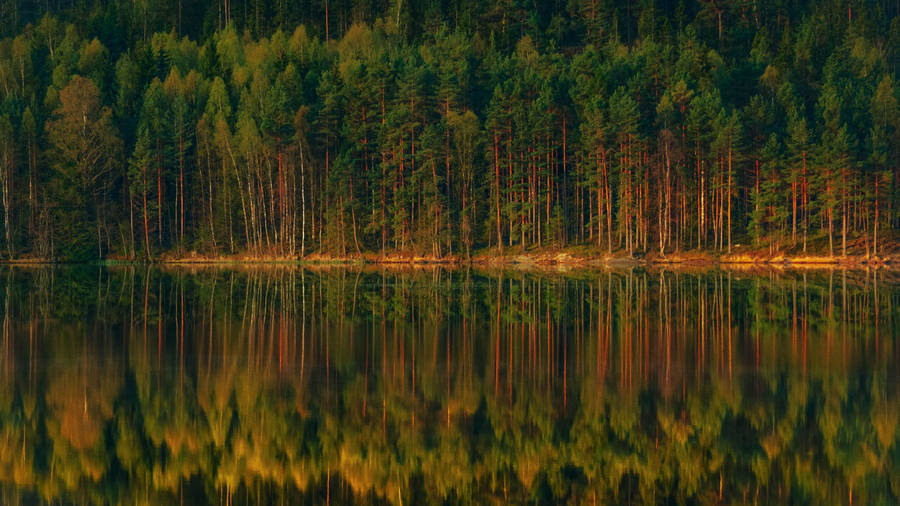 Forest Lake Trees Reflection Wallpaper