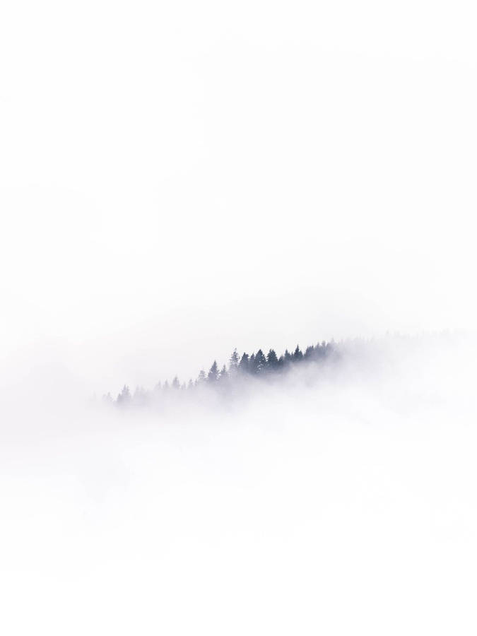 Forest Rising From Solid White Smoke Wallpaper