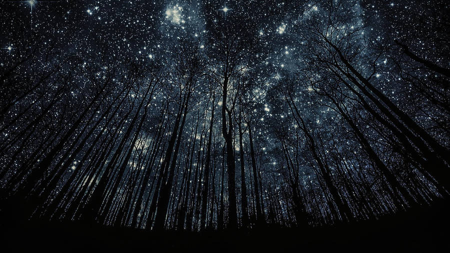 Forest Stars In The Beautiful Night Wallpaper