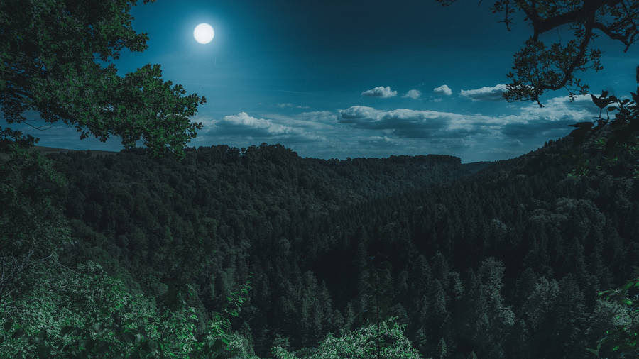 Forest View Under The Moon Wallpaper