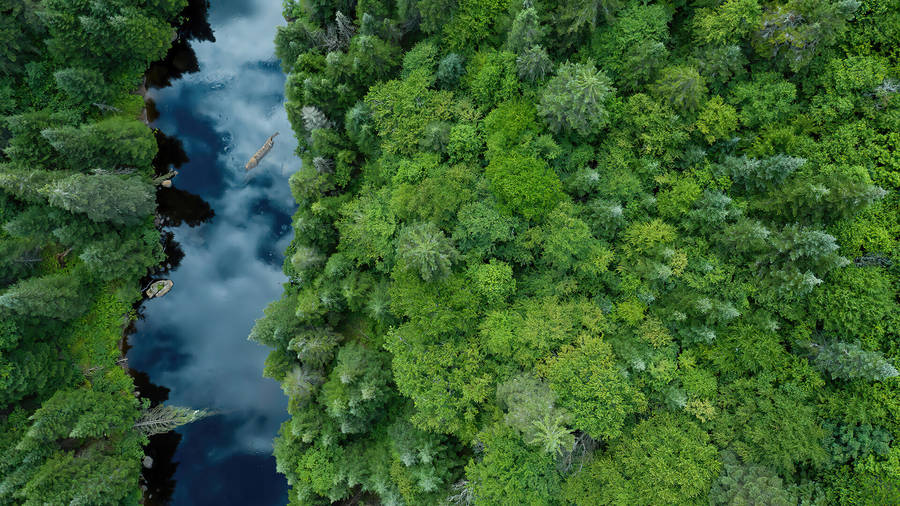 Forest View With Sky Reflection Wallpaper