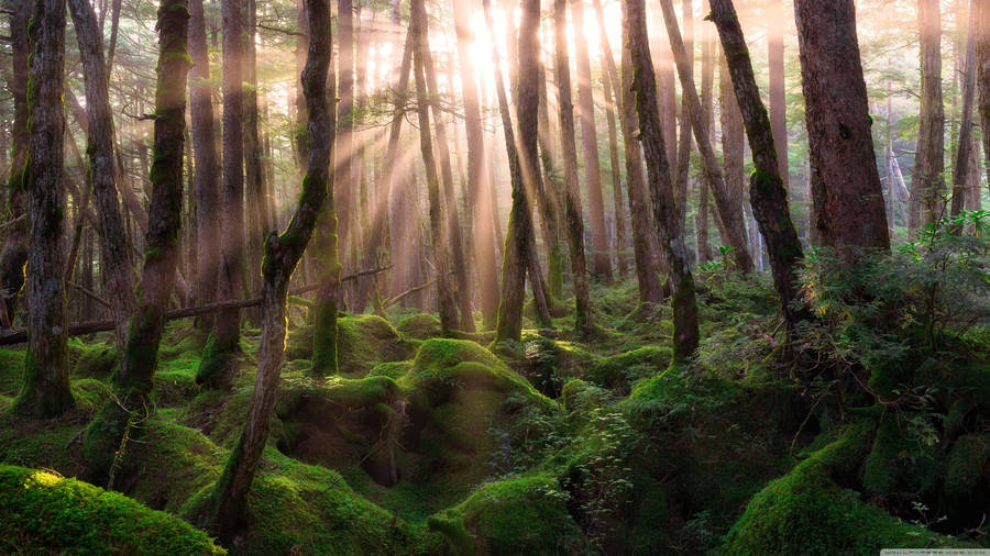 Forest View With Sunrays Wallpaper