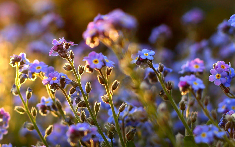 Forget Me Not Flowers In Sunrise Wallpaper