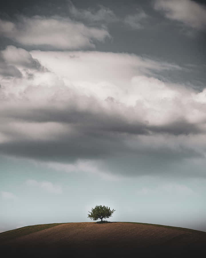 Forgotten Tree In The Uphill Wallpaper