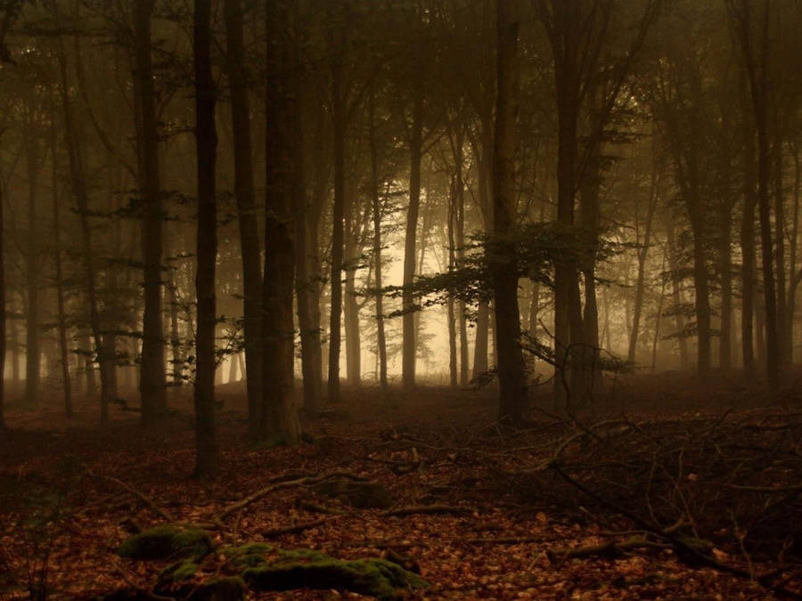 Forks Washington Dark Forest Wallpaper