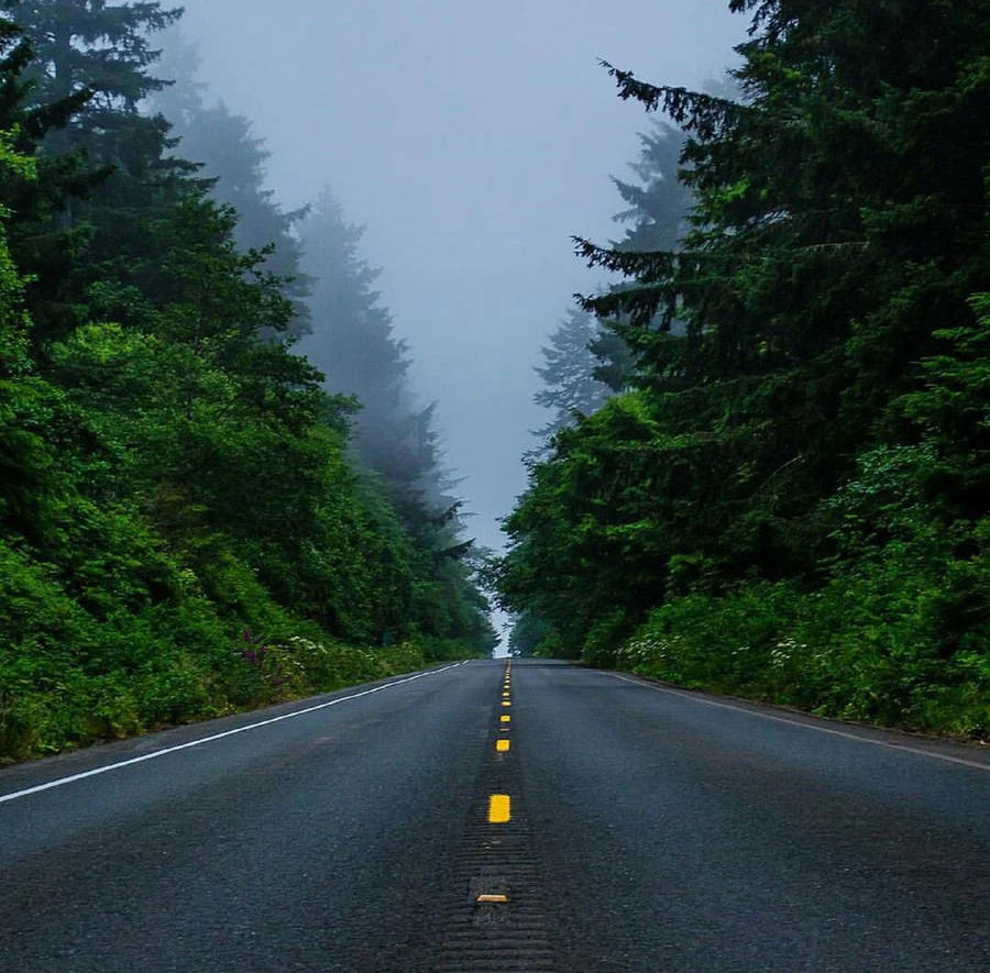 Forks Washington Forest Road Wallpaper