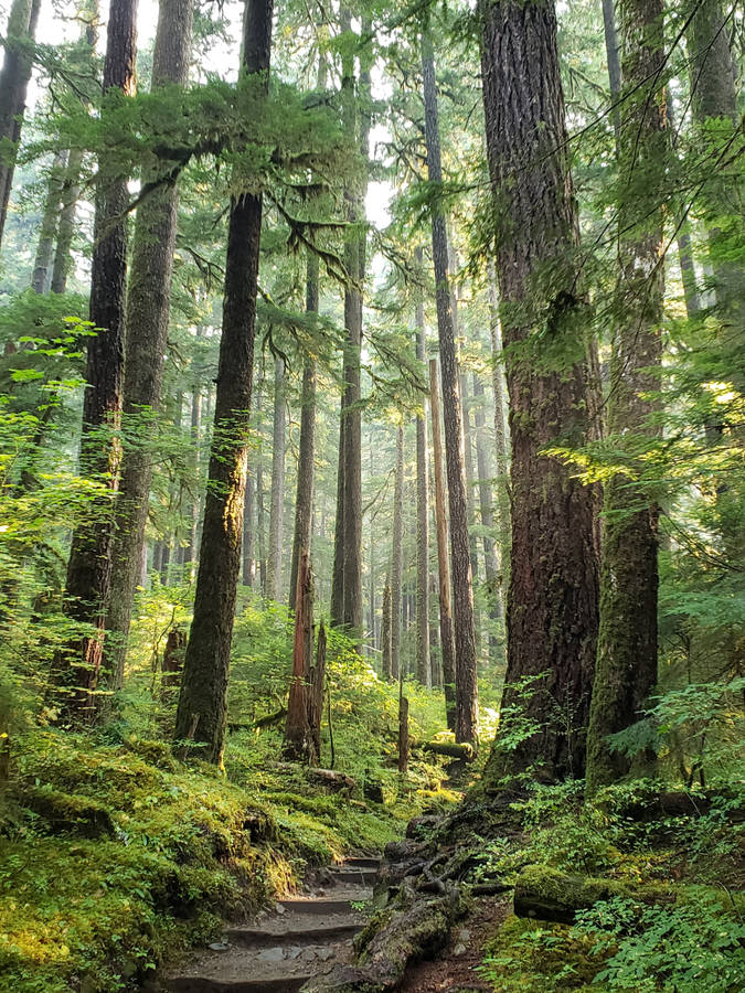 Forks Washington Forest Trees Wallpaper