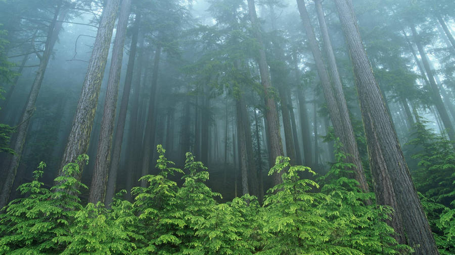 Forks Washington Giant Forest Trees Wallpaper