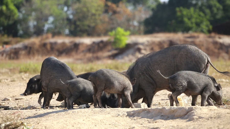 Formosan Wild Boar Gang Wallpaper