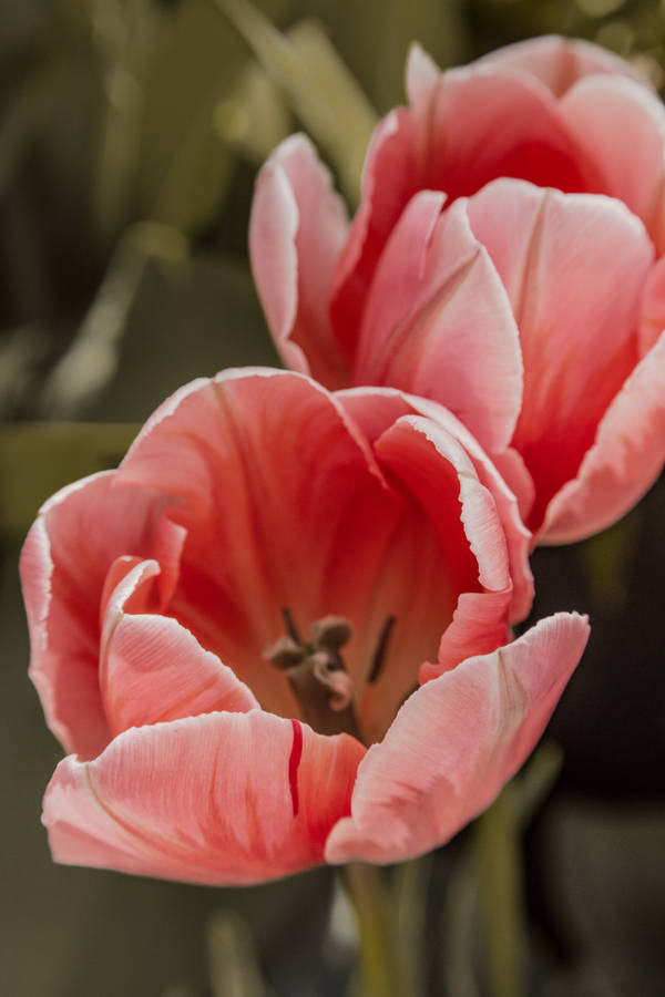 Fosteriana Peach Tulips Wallpaper