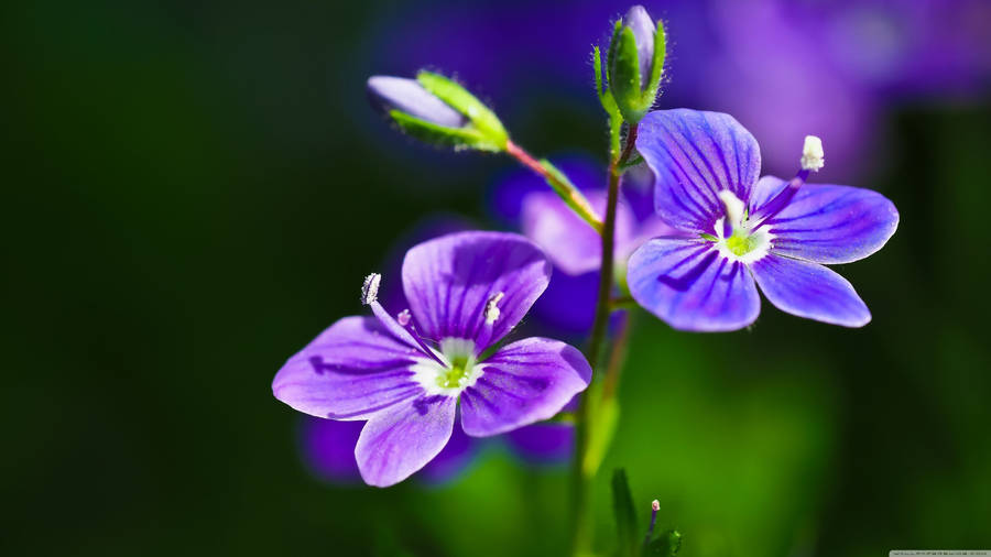 Four Purple Flower Wallpaper