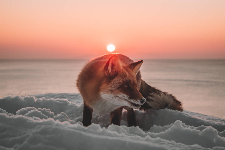 Fox In Cool Winter Wallpaper