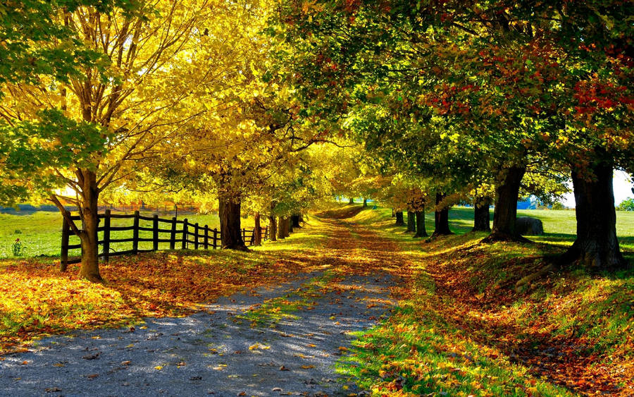 Free Image Autumn Wallpaper