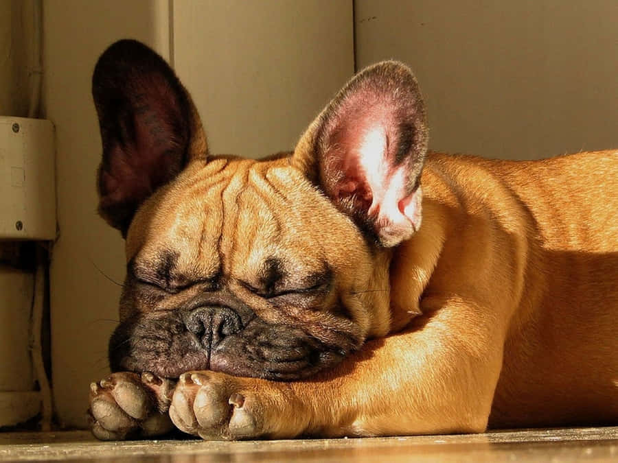 French Bulldog Sleeping Sun Basking Wallpaper