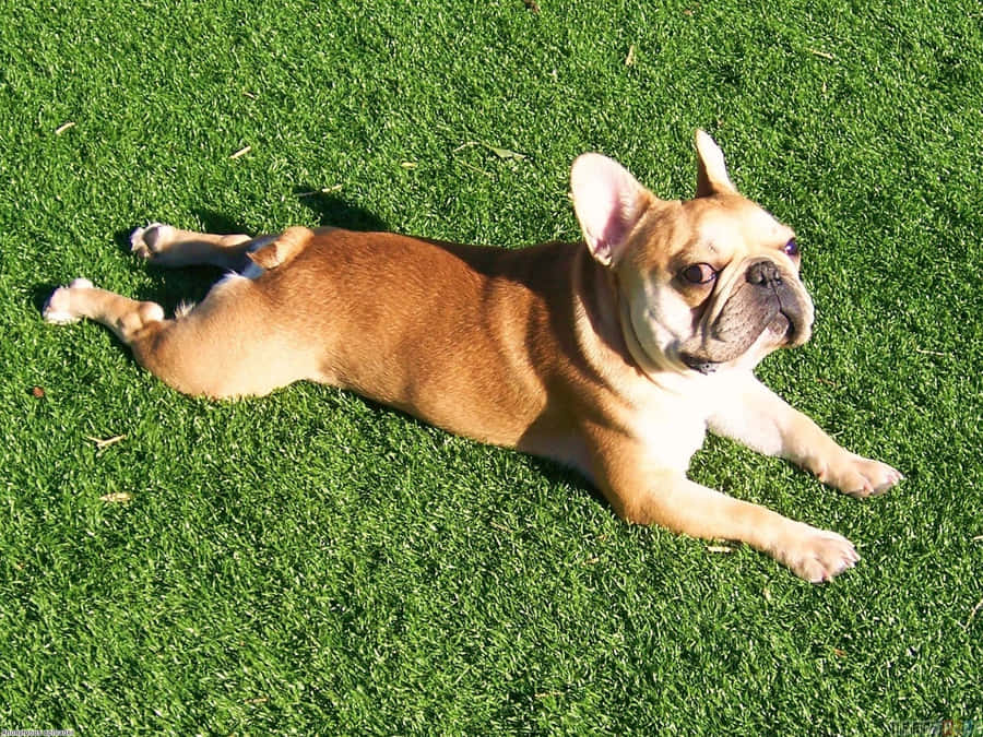 French Bulldog Sun Basking Grass Field Wallpaper