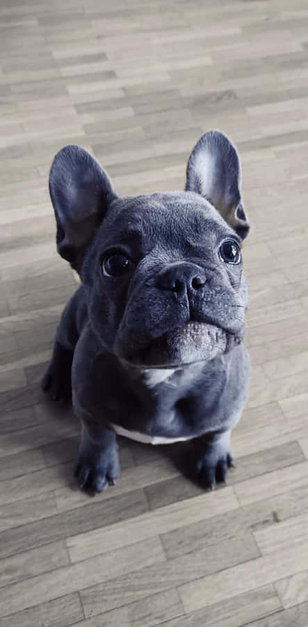 French Bulldog Waiting Food Wallpaper