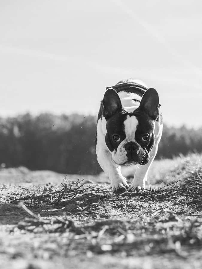 French Bulldog Walking Black And White Wallpaper