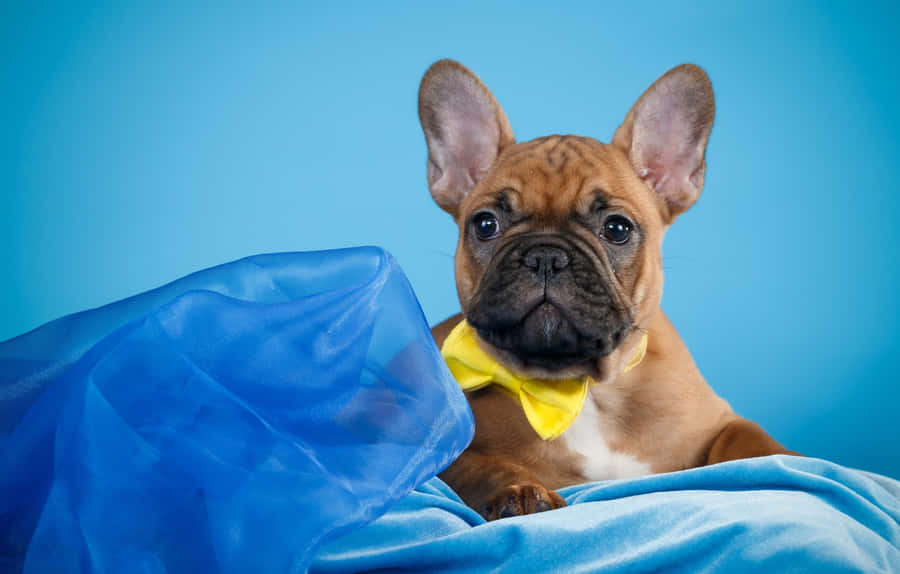 French Bulldog Yellow Bow Tie Wallpaper