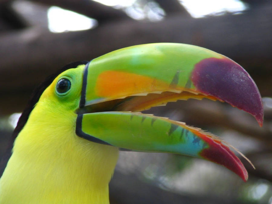 French Guiana Toucan Wallpaper