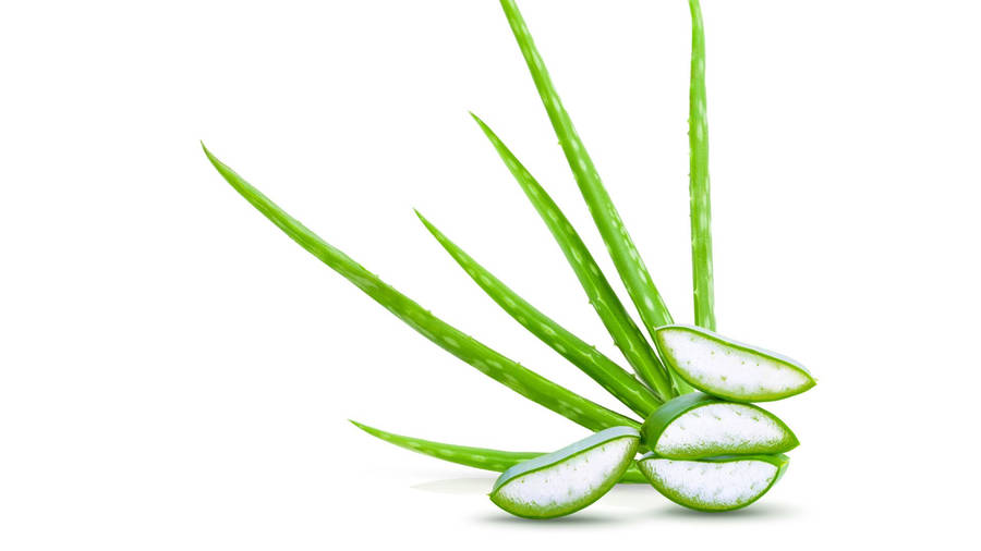 Fresh Aloe Vera Leaves And Slices Wallpaper