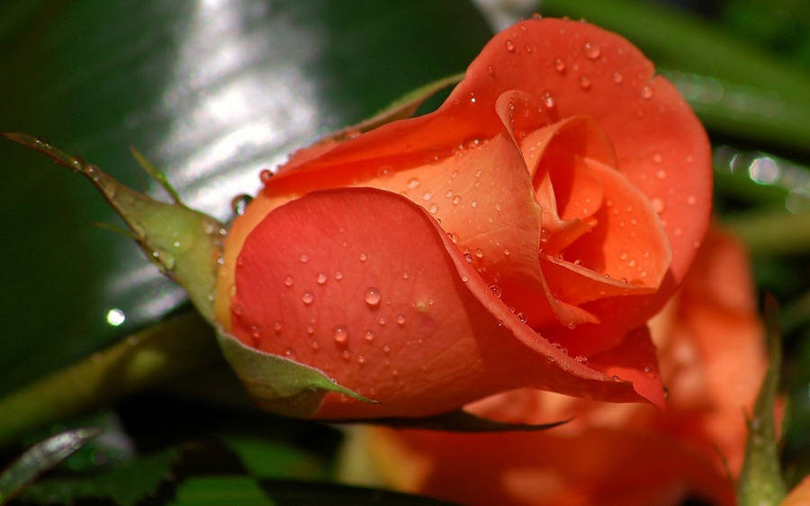 Fresh And Beautiful Rose Flower Wallpaper