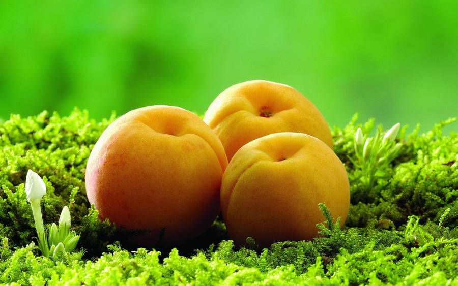 Fresh And Succulent Apricots Wallpaper