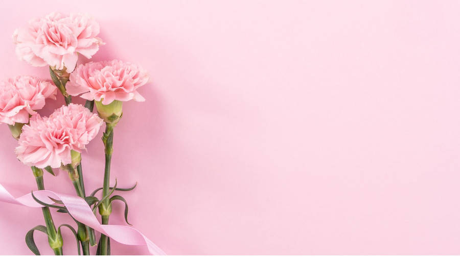 Fresh Baby Pink Carnations Wallpaper