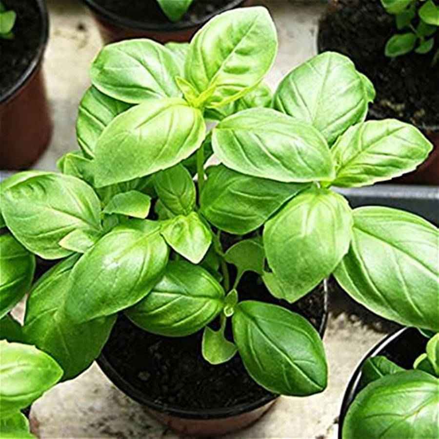 Fresh Basil Plant Potted In A Nursery. Wallpaper