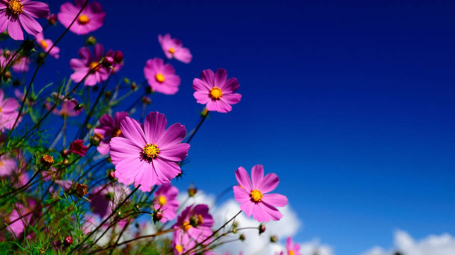 Fresh Blooming Pink Pansy Wallpaper