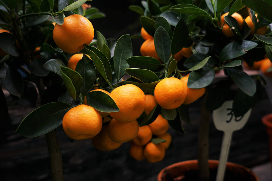 Fresh Clementine Citrus Fruits Thriving In A Pot Wallpaper