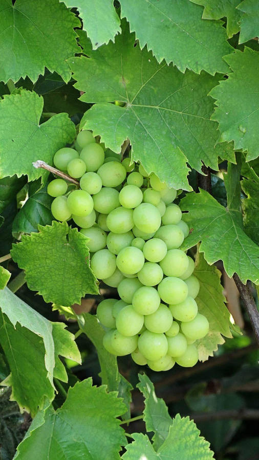 Fresh Cluster Of Unripe Green Grapes Wallpaper