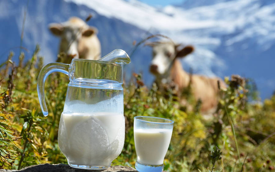 Fresh Dairy Milk In A Glass And Pitcher, With Serene Cows In The Background Wallpaper