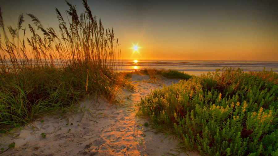 Fresh Grass Sand On Beach Sunrise Wallpaper