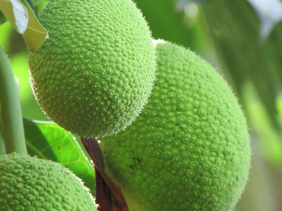 Fresh Green Breadfruit Hanging On A Tree Wallpaper