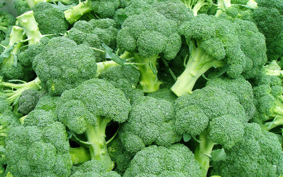 Fresh Green Broccoli Wallpaper