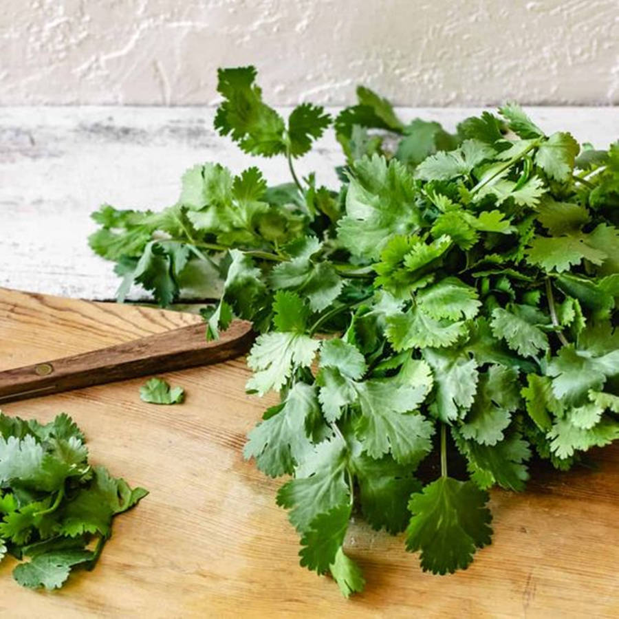 Fresh Green Coriander Wallpaper