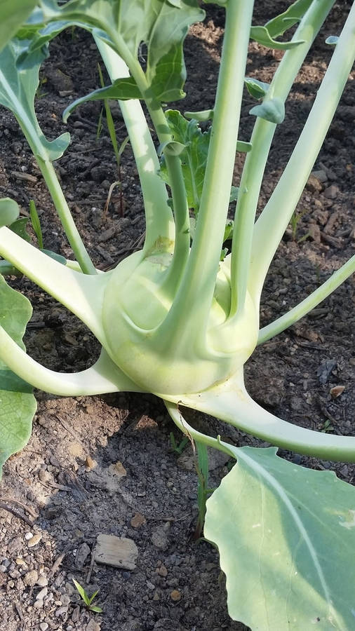 Fresh Green Kohlrabi Root Crop In The Field Wallpaper