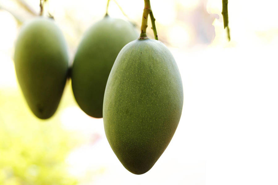 Fresh Green Mango Fruits Wallpaper