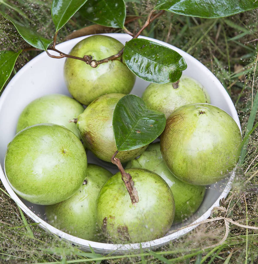 Fresh Green Star Apple Resting On The Ground Wallpaper