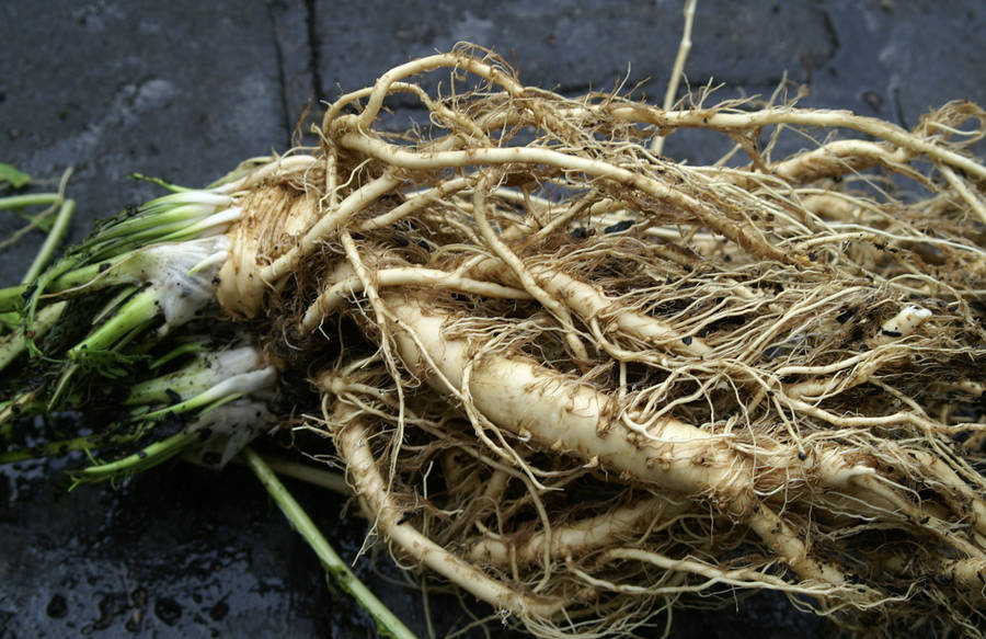 Fresh Horseradish Root Crop On Field Wallpaper