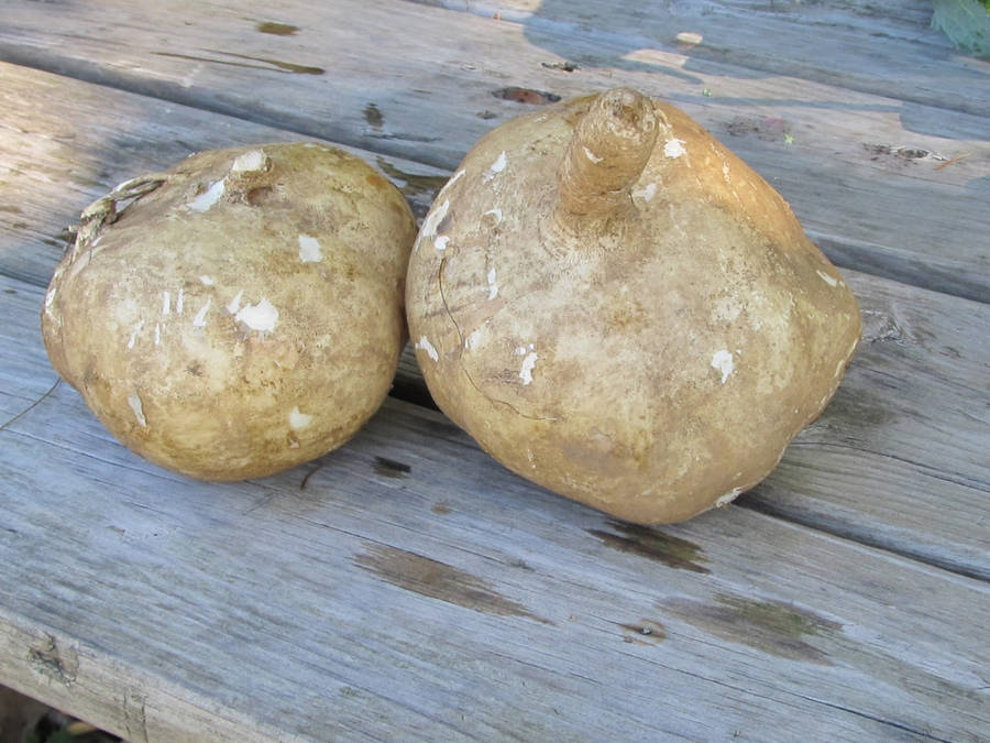 Fresh Jicama On Wood Wallpaper