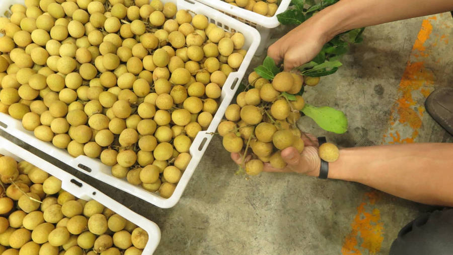 Fresh Longan Fruits Arranged On Trays Wallpaper